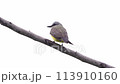 tropical kingbird animal of the species tyrannus melancholicus 113910160