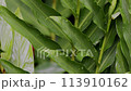 white ginger flower plant of the species hedychium coronarium 113910162