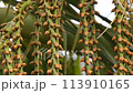 buriti palm tree in close up with selective focus 113910165