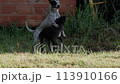 male and female abandoned dogs in copulation ritual 113910166
