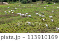 field pasture area for cattle breeding white cows grazing 113910169