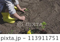 In domestic garden gardener planting seedlings in ground for new life. Planting plants movement nature beauty seeding ground garden awakens to rhythm of growth Gardener planting plants in garden. 113911751