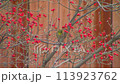 メジロ 113923762