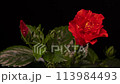 夏の代表で情熱的なハイビスカスの開花タイムラプス　お花のダンス 113984493