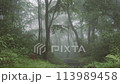 霧に包まれる森 113989458