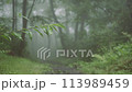 霧に包まれる森（後ろボケ） 113989459