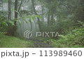 霧に包まれる森（前ボケ） 113989460