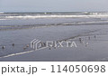 Plovers eating on the sand of Kujukuri Coast 114050698