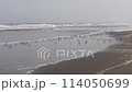 Plovers eating on the sand of Kujukuri Coast 114050699
