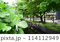 Swaying greenery and streams 114112949