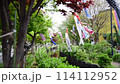 Stream and carp streamers 114112952
