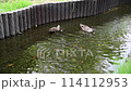 Two ducks swimming 114112953