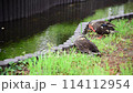 Two ducks relaxing 114112954