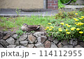 A duck taking a nap 114112955