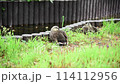 Two ducks taking a nap 114112956