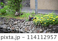 Two ducks 114112957