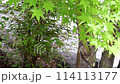 Green 114113177