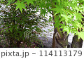 Green 114113179