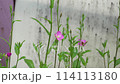 Flowers 114113180