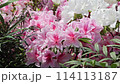 Flowers 114113187