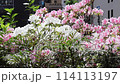 Flowers 114113197