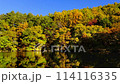 長野_大沢の堤の紅葉絶景風景 114116335