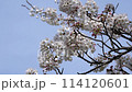 満開の見ごろを迎えた木場潟公園の桜の風景｜風強いイメージ｜ソメイヨシノ｜春イメージ｜石川県小松市 114120601