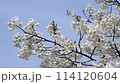 満開の見ごろを迎えた木場潟公園の桜の風景｜ソメイヨシノ｜春イメージ｜石川県小松市 114120604