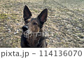 close up Shepherd dog sits on the grass and looks up. camera movement to the side space for text 114136070