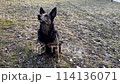 Shepherd dog sits on the grass and looks up. camera movement to the side space for text 114136071