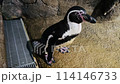 間近のペンギン 114146733