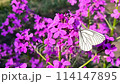 花に止まる　白いチョウチョ 114147895