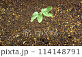 Morning glory germinates and develops two leaves (time lapse) 114148791