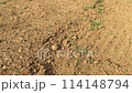 A group of ants carrying a cocoon 1 114148794