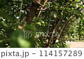 a beautiful arch for a wedding ceremony in a park with chairs	 114157289