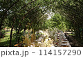 a beautiful arch for a wedding ceremony in a park with chairs	 114157290