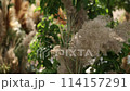 a beautiful arch for a wedding ceremony in a park with chairs	 114157291