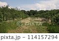 a large garden of trees in tuscany italy	 114157294