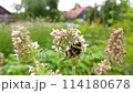 A bumblebee collects pollen from a flower and then flies right into the lens. Almost a macro video. Slow motion. 114180678