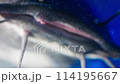 Blue Haven Giants: Nurturing Clarias Catfish 114195667