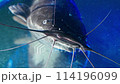 Submerged Farming: Clarias Catfish Aquatic Dance 114196099