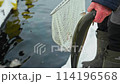 A freshly caught trout in the fisherman hand in close-up. A net in the background. Fishery, salmon farming, aquaculture, organic production 114196568