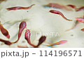 Future Swimmers: Organic Minnows Maturing in Aquaculture 114196571