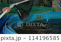 Large catfish are caught with a net from an indoor fish rearing vat. Fish farm, aquaculture 114196585