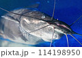 Catfish Chronicles: The Pulse of Aquaculture 114198950