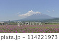 A Shinkansen train running through a rural landscape with Mt. Fuji in spring 114221973