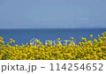 Rape blossoms of Nagasaki nose 114254652