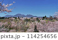 Weeping Cherry Blossom Village 114254656