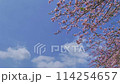 Cherry blossoms and flowing clouds 114254657
