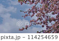 Cherry blossoms and flowing clouds 114254659